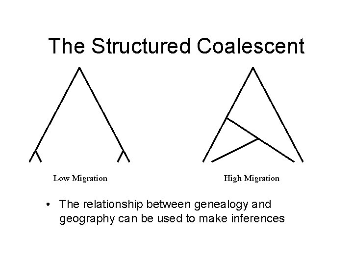 The Structured Coalescent Low Migration High Migration • The relationship between genealogy and geography
