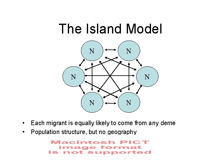 The Island Model N N N • Each migrant is equally likely to come