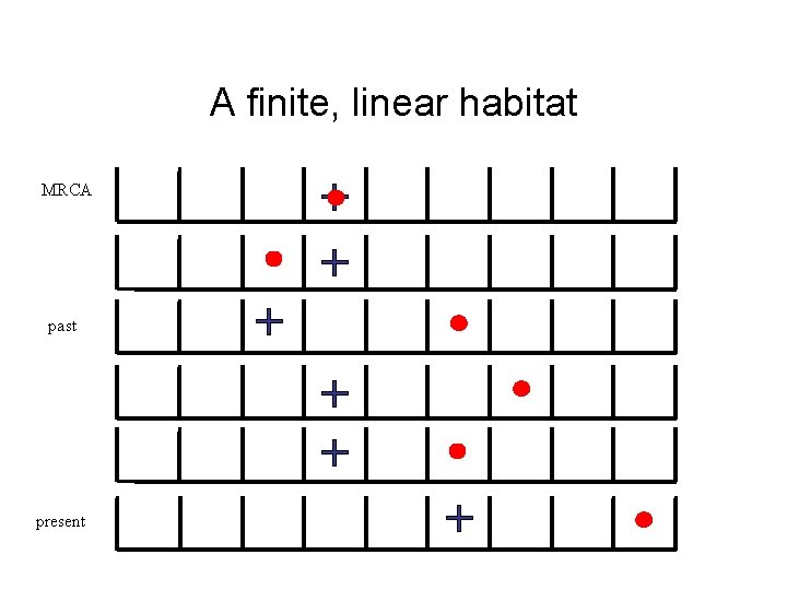 A finite, linear habitat MRCA past present 