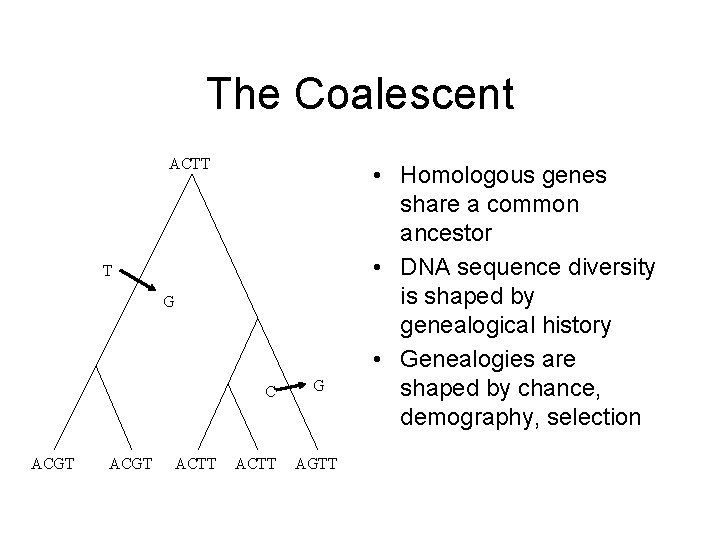 The Coalescent ACTT T G C ACGT ACTT G AGTT • Homologous genes share