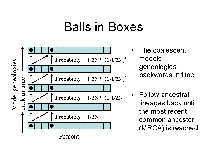 Model genealogies back in time Balls in Boxes • The coalescent models Probability =