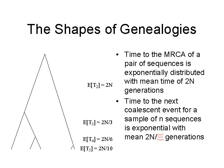 The Shapes of Genealogies E[T 2] = 2 N E[T 3] = 2 N/3