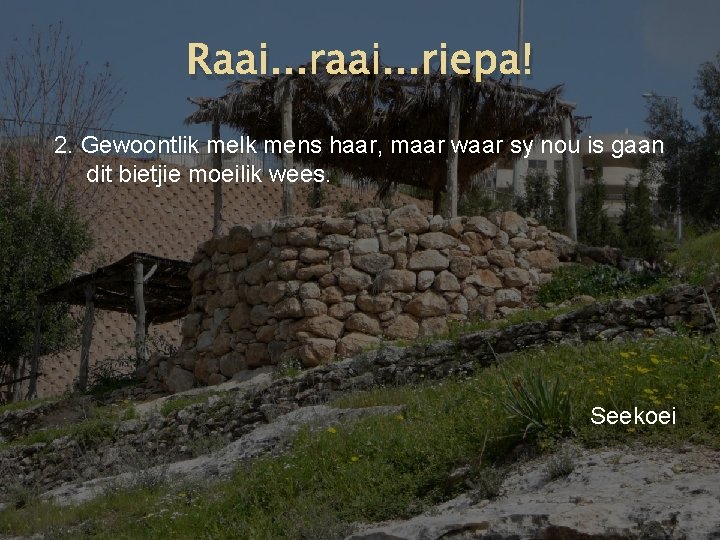 Raai. . . riepa! 2. Gewoontlik melk mens haar, maar waar sy nou is