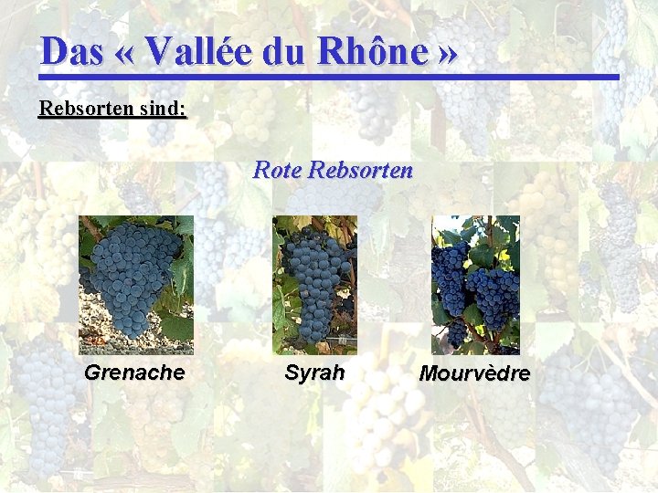 Das « Vallée du Rhône » Rebsorten sind: Rote Rebsorten Grenache Syrah Mourvèdre 