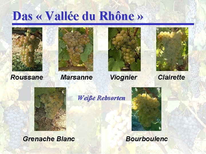 Das « Vallée du Rhône » Roussane Marsanne Viognier Clairette Weiße Rebsorten Grenache Blanc