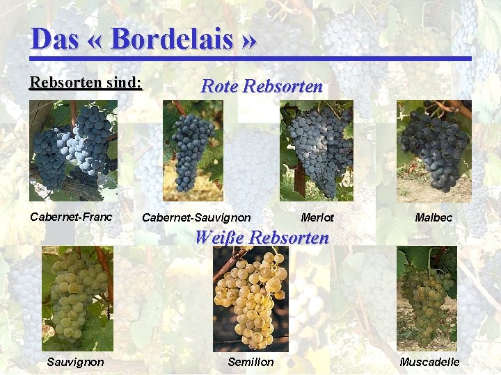 Das « Bordelais » Rebsorten sind: Cabernet-Franc Rote Rebsorten Cabernet-Sauvignon Merlot Malbec Weiße Rebsorten