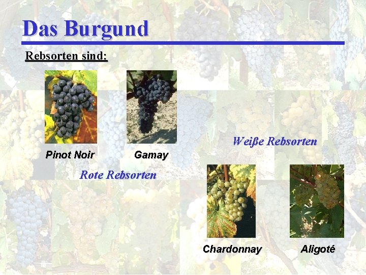 Das Burgund Rebsorten sind: Weiße Rebsorten Pinot Noir Gamay Rote Rebsorten Chardonnay Aligoté 