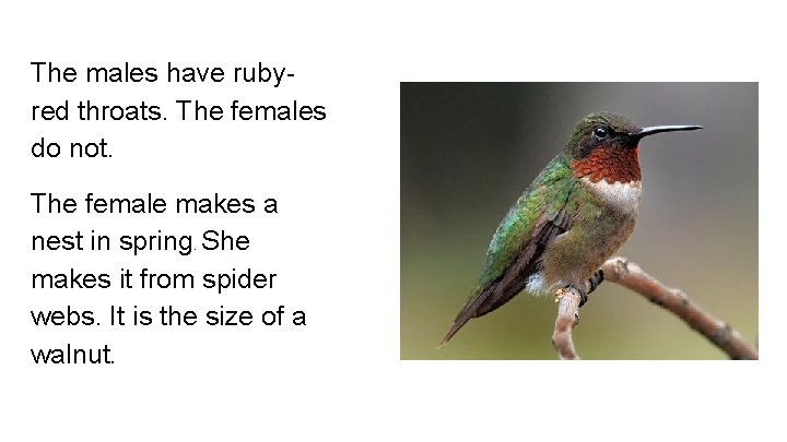 The males have rubyred throats. The females do not. The female makes a nest