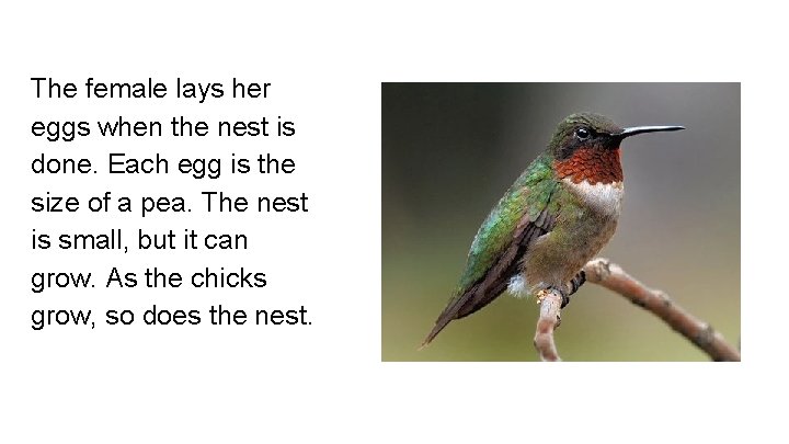 The female lays her eggs when the nest is done. Each egg is the