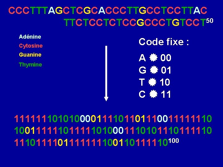 CCCTTTAGCTCGCACCCTTGCCTCCTTAC TTCTCCGCCCTGTCCT 50 Adénine Cytosine Guanine Thymine Code fixe : A 00 G 01