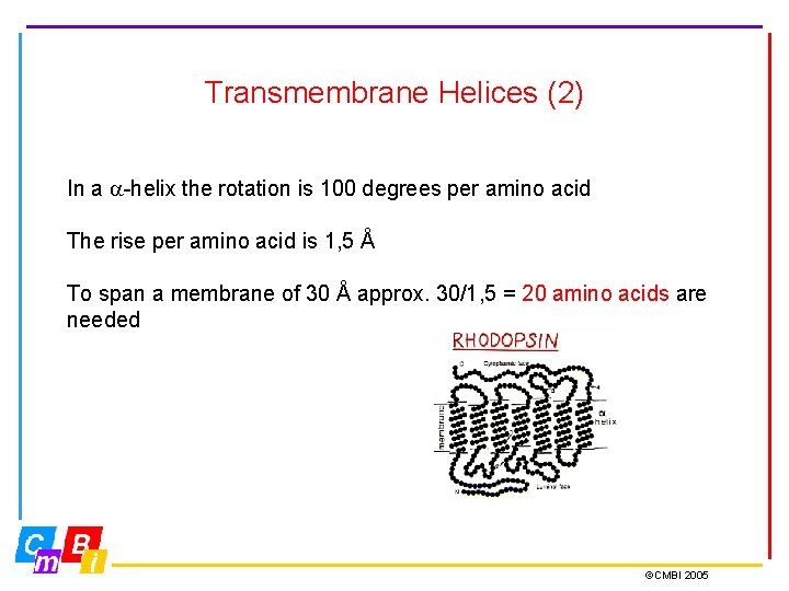 Transmembrane Helices (2) In a -helix the rotation is 100 degrees per amino acid