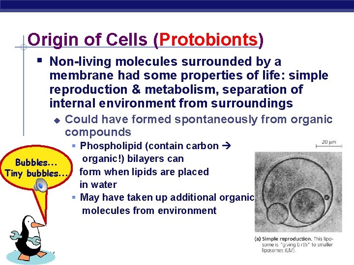 Origin of Cells (Protobionts) § Non-living molecules surrounded by a membrane had some properties