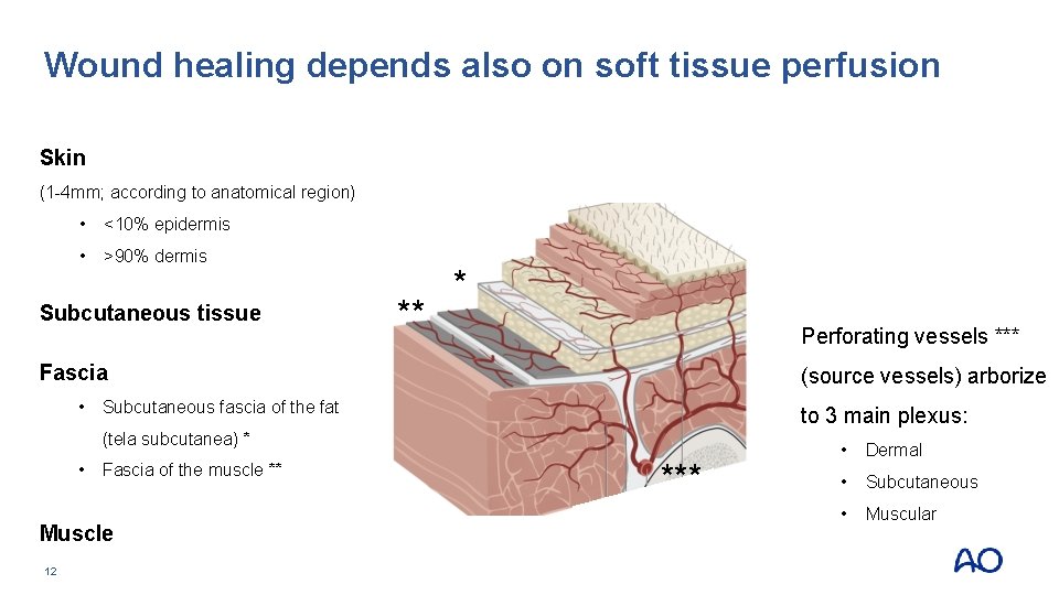 Wound healing depends also on soft tissue perfusion Skin (1 -4 mm; according to