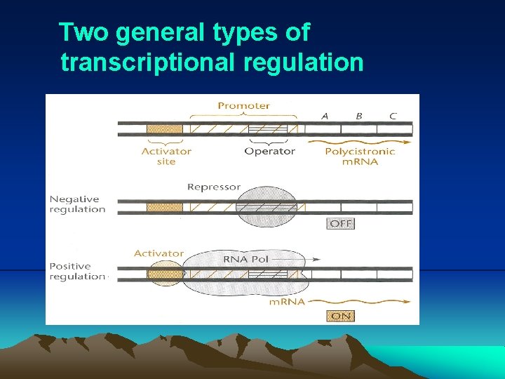 Two general types of transcriptional regulation 