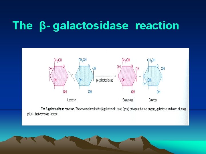 The β- galactosidase reaction 