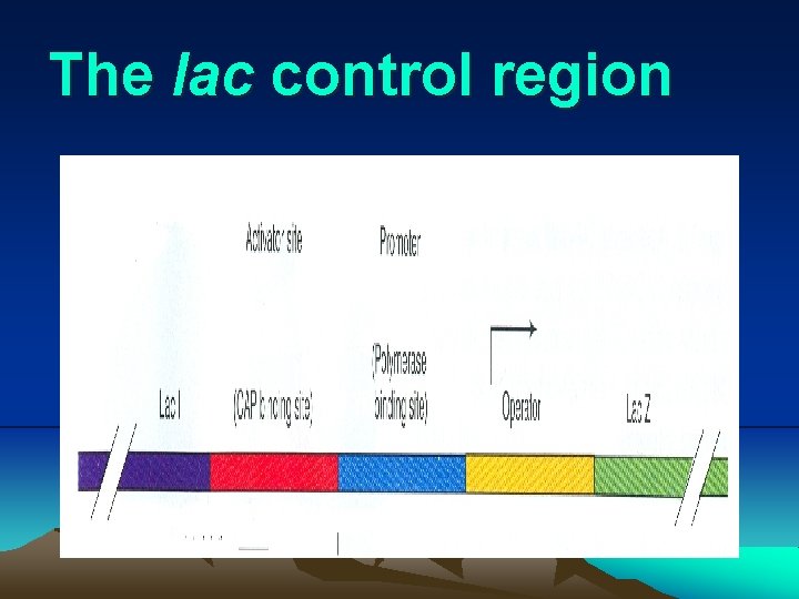 The lac control region 