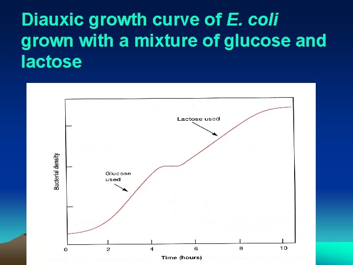 Diauxic growth curve of E. coli grown with a mixture of glucose and lactose