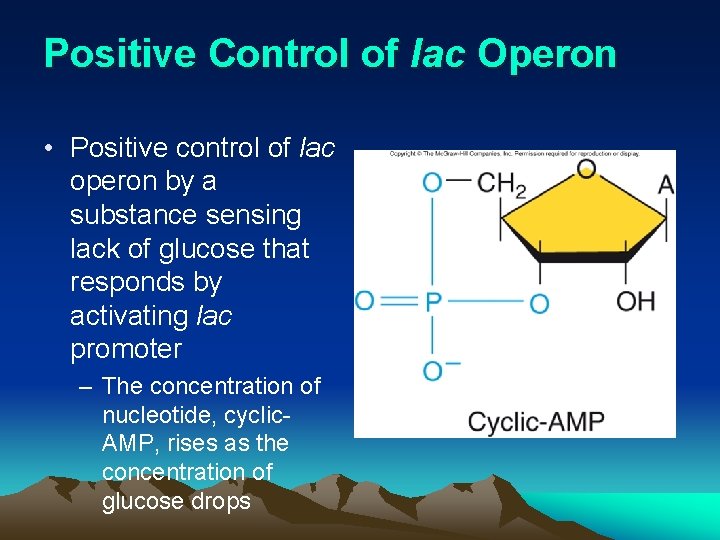 Positive Control of lac Operon • Positive control of lac operon by a substance