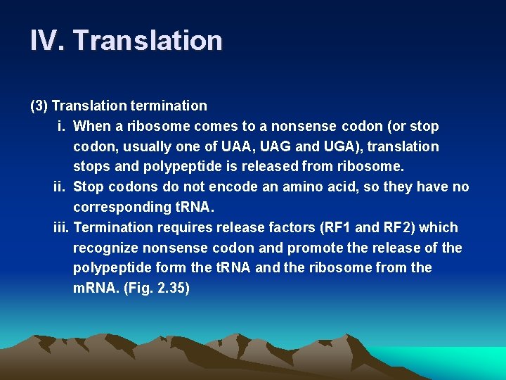 IV. Translation (3) Translation termination i. When a ribosome comes to a nonsense codon