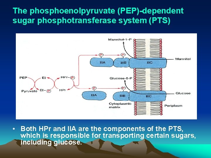 The phosphoenolpyruvate (PEP)-dependent sugar phosphotransferase system (PTS) • Both HPr and IIA are the