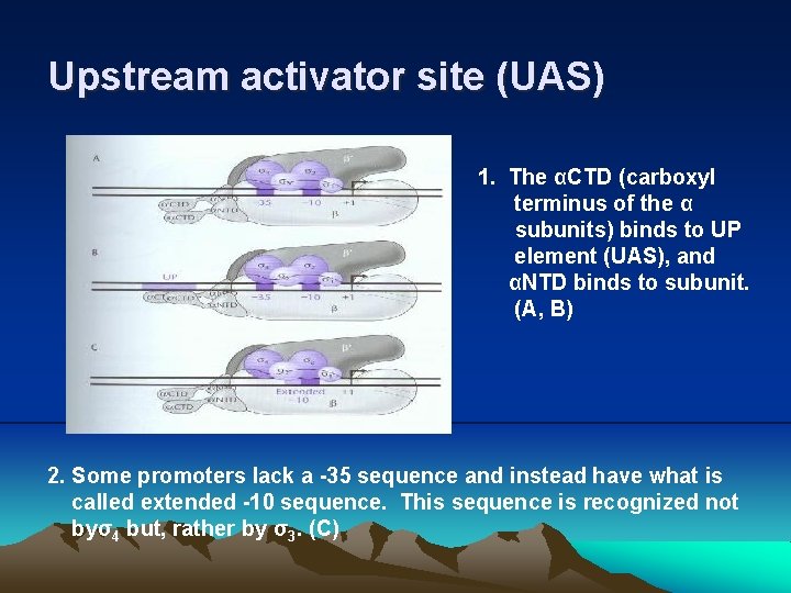 Upstream activator site (UAS) 1. The αCTD (carboxyl terminus of the α subunits) binds