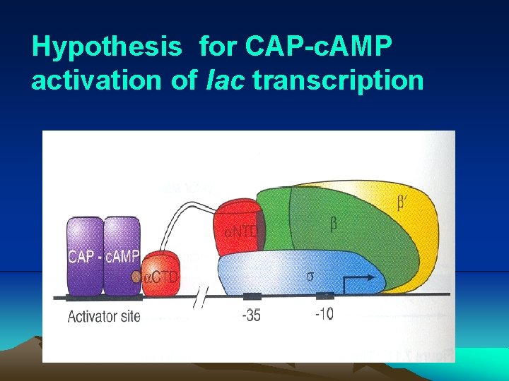 Hypothesis for CAP-c. AMP activation of lac transcription 