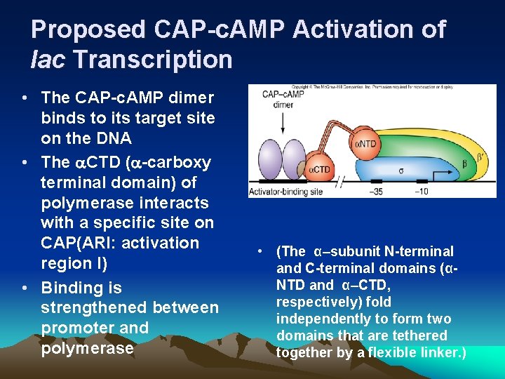 Proposed CAP-c. AMP Activation of lac Transcription • The CAP-c. AMP dimer binds to