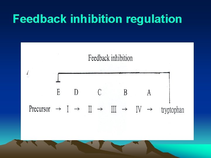 Feedback inhibition regulation 