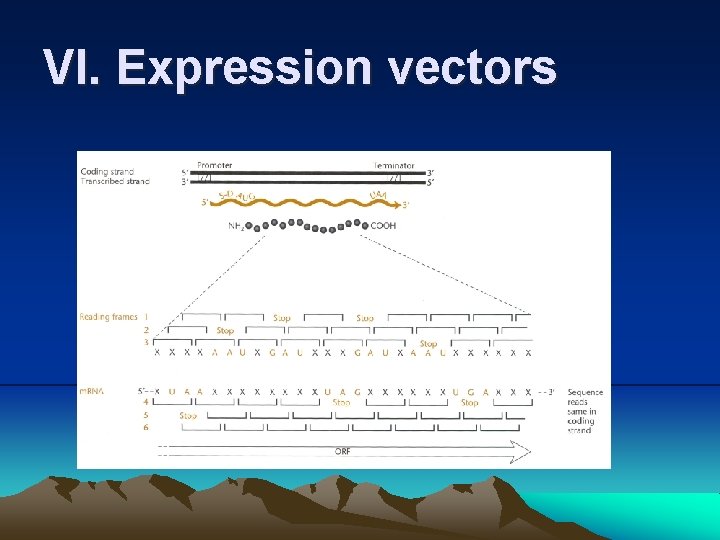 VI. Expression vectors 