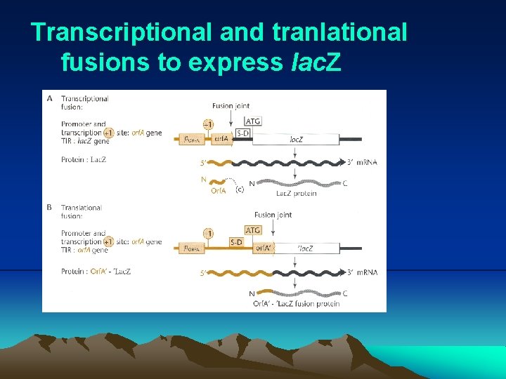 Transcriptional and tranlational fusions to express lac. Z 