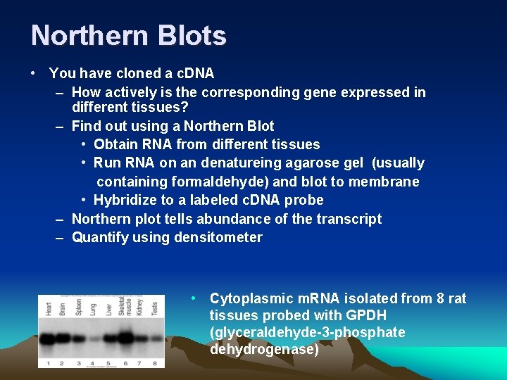 Northern Blots • You have cloned a c. DNA – How actively is the
