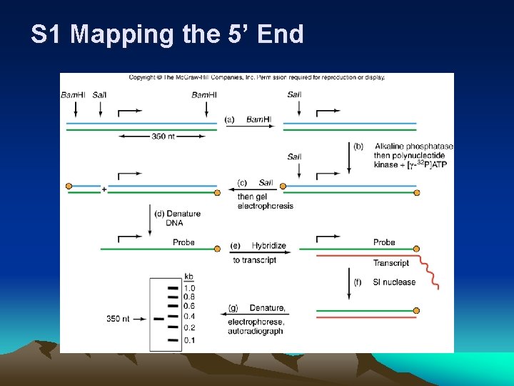 S 1 Mapping the 5’ End 