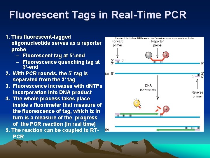 Fluorescent Tags in Real-Time PCR 1. This fluorescent-tagged oligonucleotide serves as a reporter probe