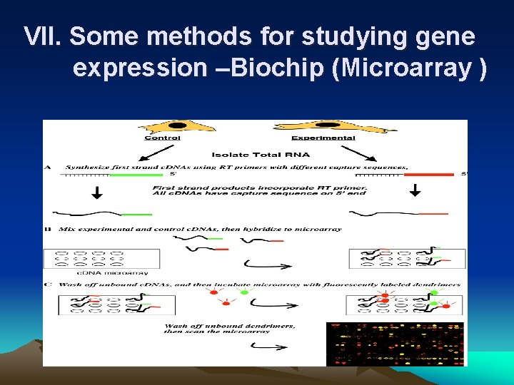 VII. Some methods for studying gene expression –Biochip (Microarray ) 