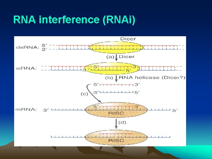 RNA interference (RNAi) ( 