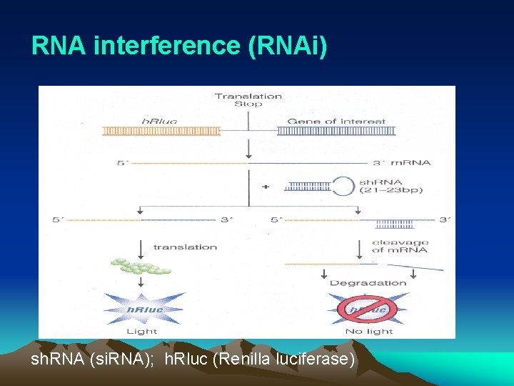 RNA interference (RNAi) ( sh. RNA (si. RNA); h. Rluc (Renilla luciferase) 