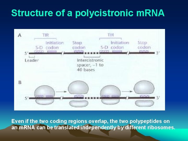 Structure of a polycistronic m. RNA Even if the two coding regions overlap, the