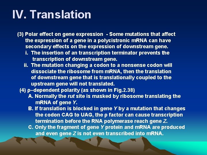 IV. Translation (3) Polar effect on gene expression - Some mutations that affect the