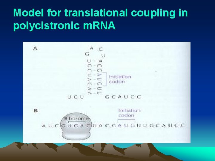 Model for translational coupling in polycistronic m. RNA 