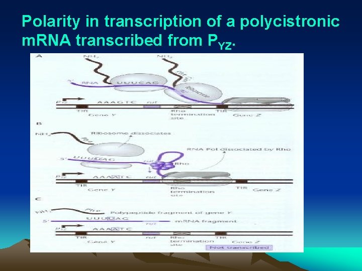 Polarity in transcription of a polycistronic m. RNA transcribed from PYZ. 