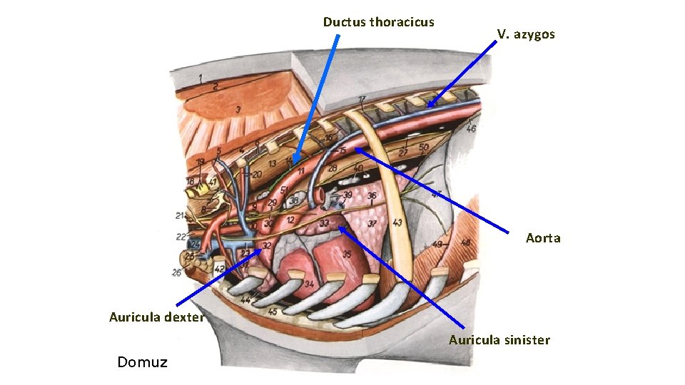 Ductus thoracicus V. azygos Aorta Auricula dexter Auricula sinister Domuz 