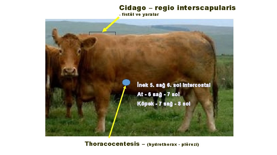 Cidago – regio interscapularis – fistül ve yaralar İnek 5. sağ 6. sol intercostal