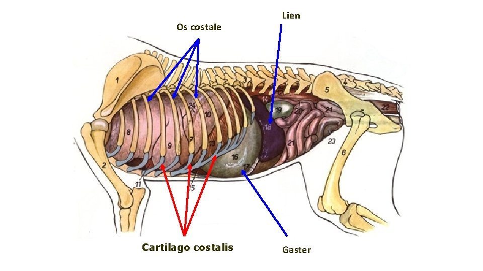 Os costale Cartilago costalis Lien Gaster 