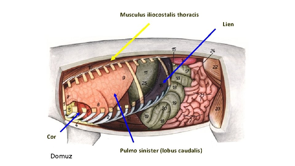 Musculus iliocostalis thoracis Lien Cor Domuz Pulmo sinister (lobus caudalis) 