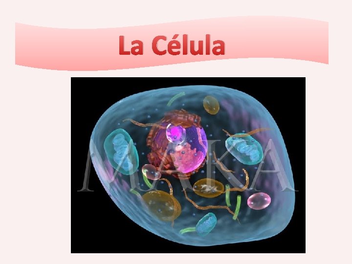 La Célula 