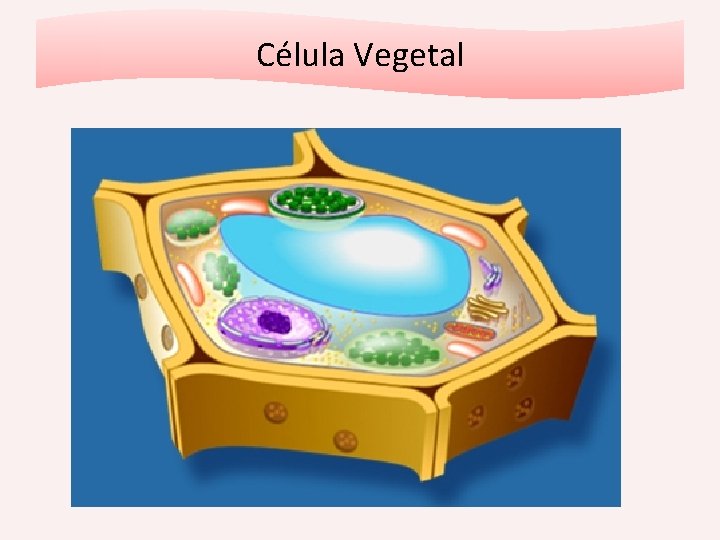 Célula Vegetal 