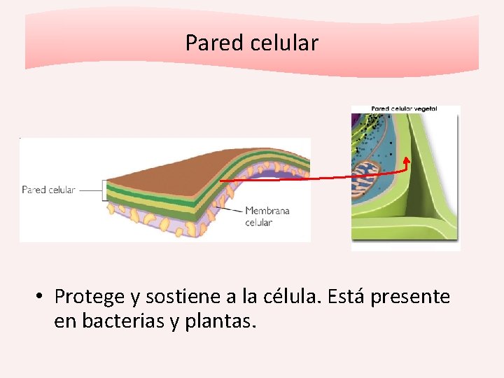 Pared celular • Protege y sostiene a la célula. Está presente en bacterias y
