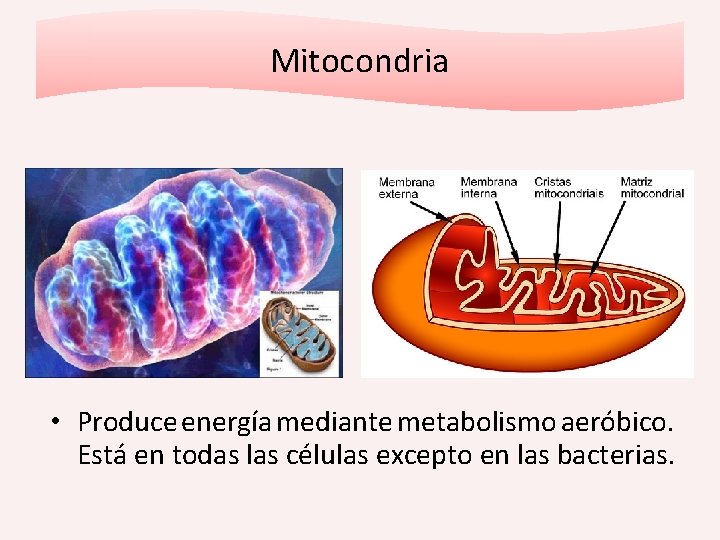 Mitocondria • Produce energía mediante metabolismo aeróbico. Está en todas las células excepto en