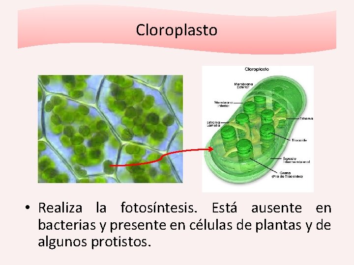 Cloroplasto • Realiza la fotosíntesis. Está ausente en bacterias y presente en células de