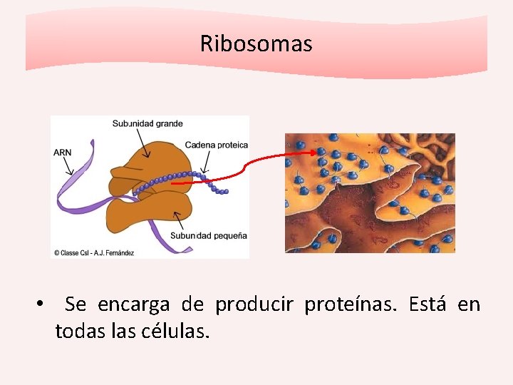 Ribosomas • Se encarga de producir proteínas. Está en todas las células. 